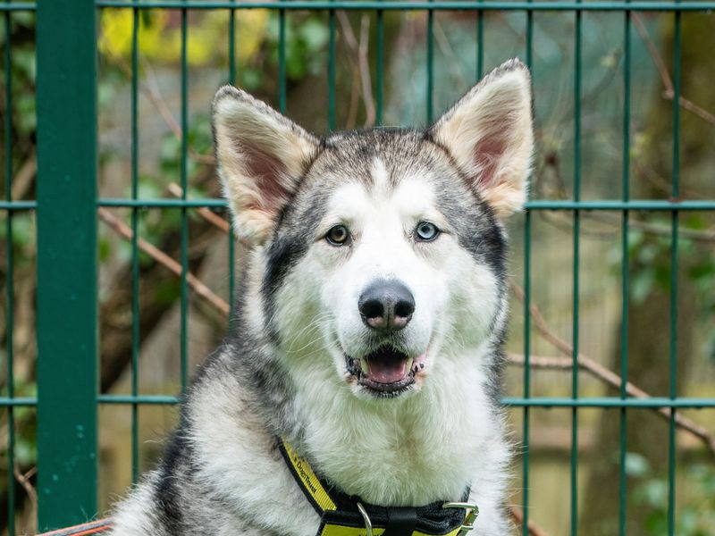 Sponsor a Alaskan Malamute Dog Diesel Dogs Trust